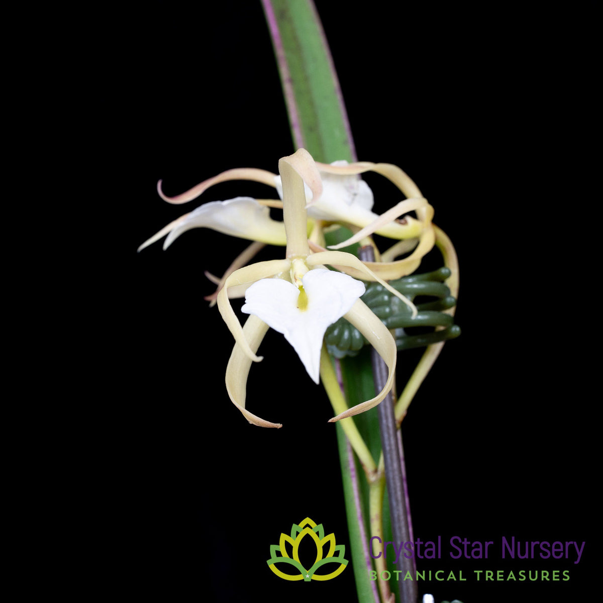 Brassavola Nodosa Variegated (D9)