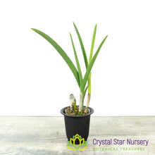 Brassocattleya Clear Stars 'Burst Crack Lip'