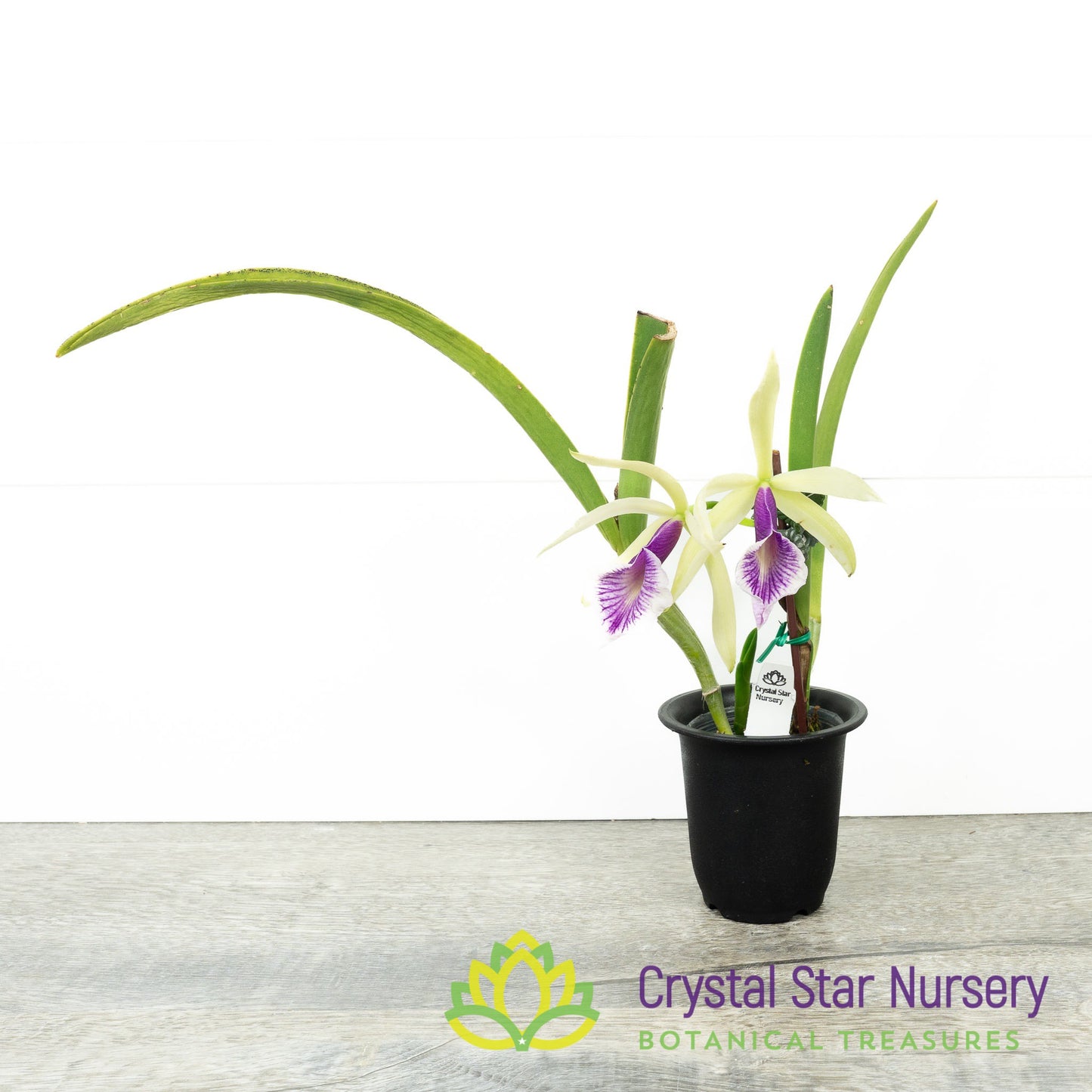 Brassocattleya Clear Stars 'Like Triangle'