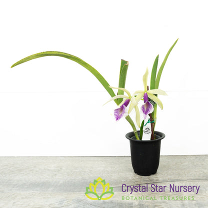 Brassocattleya Clear Stars 'Like Triangle'
