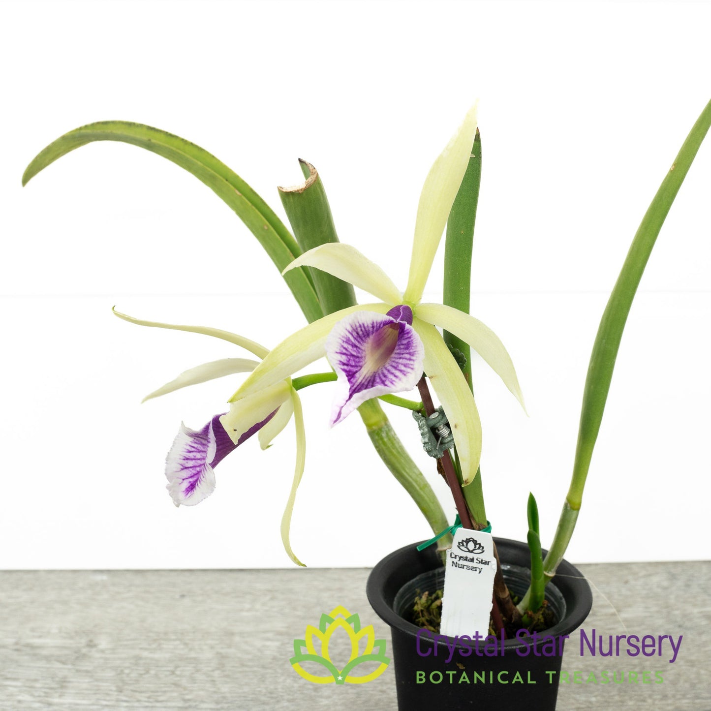 Brassocattleya Clear Stars 'Like Triangle'