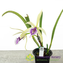 Brassocattleya Clear Stars 'Like Triangle'