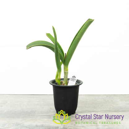 Brassocattleya Clear Stars 'Like Triangle'