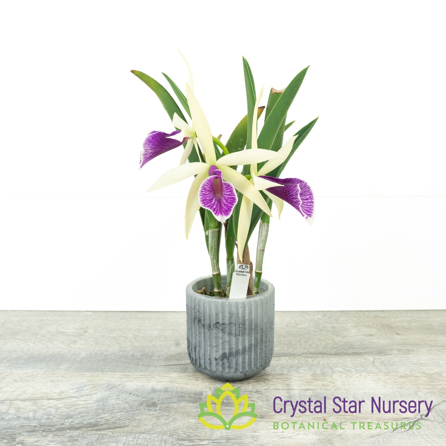 Brassocattleya Clear Stars 'Like Triangle'