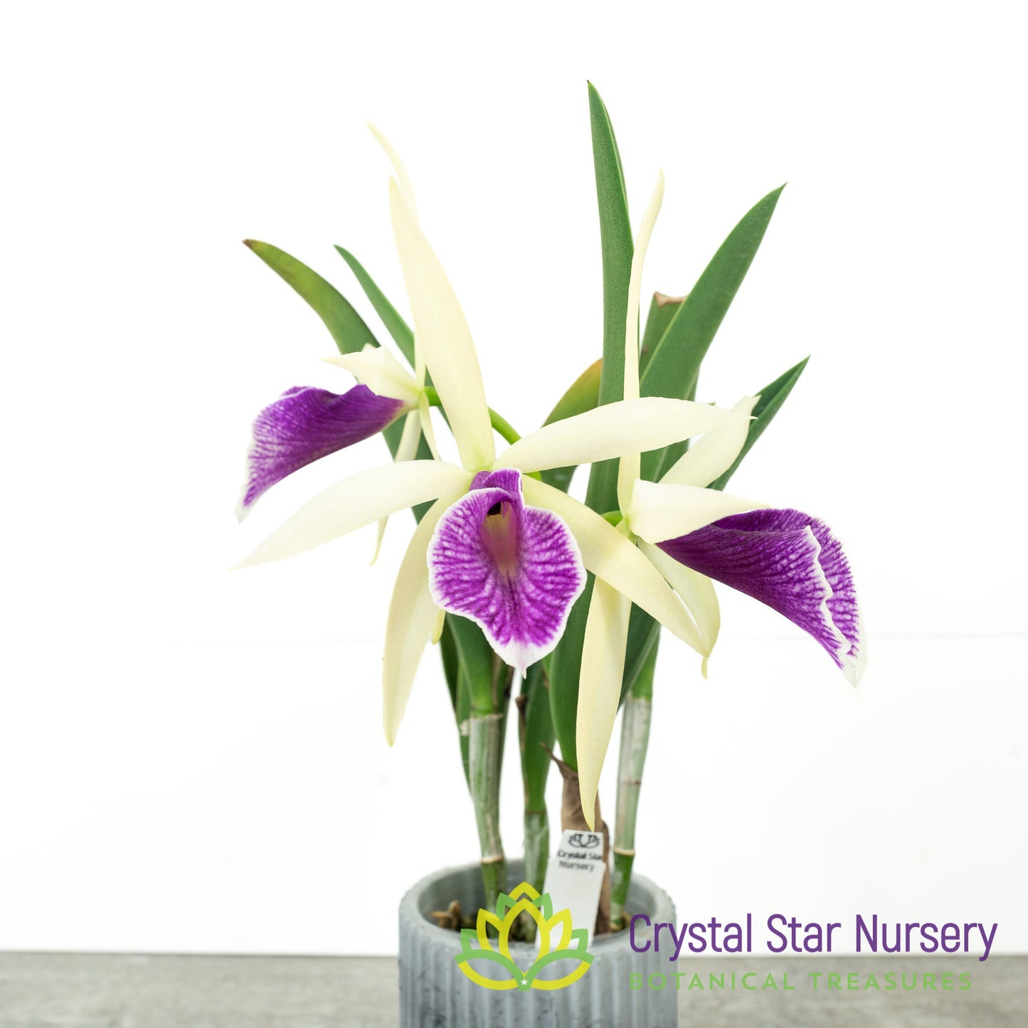 Brassocattleya Clear Stars 'Like Triangle'