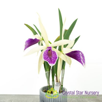 Brassocattleya Clear Stars 'Like Triangle'