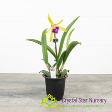 Brassocattleya Gulfshore's Beauty (M464)