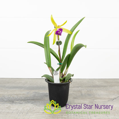 Brassocattleya Gulfshore's Beauty (M464)
