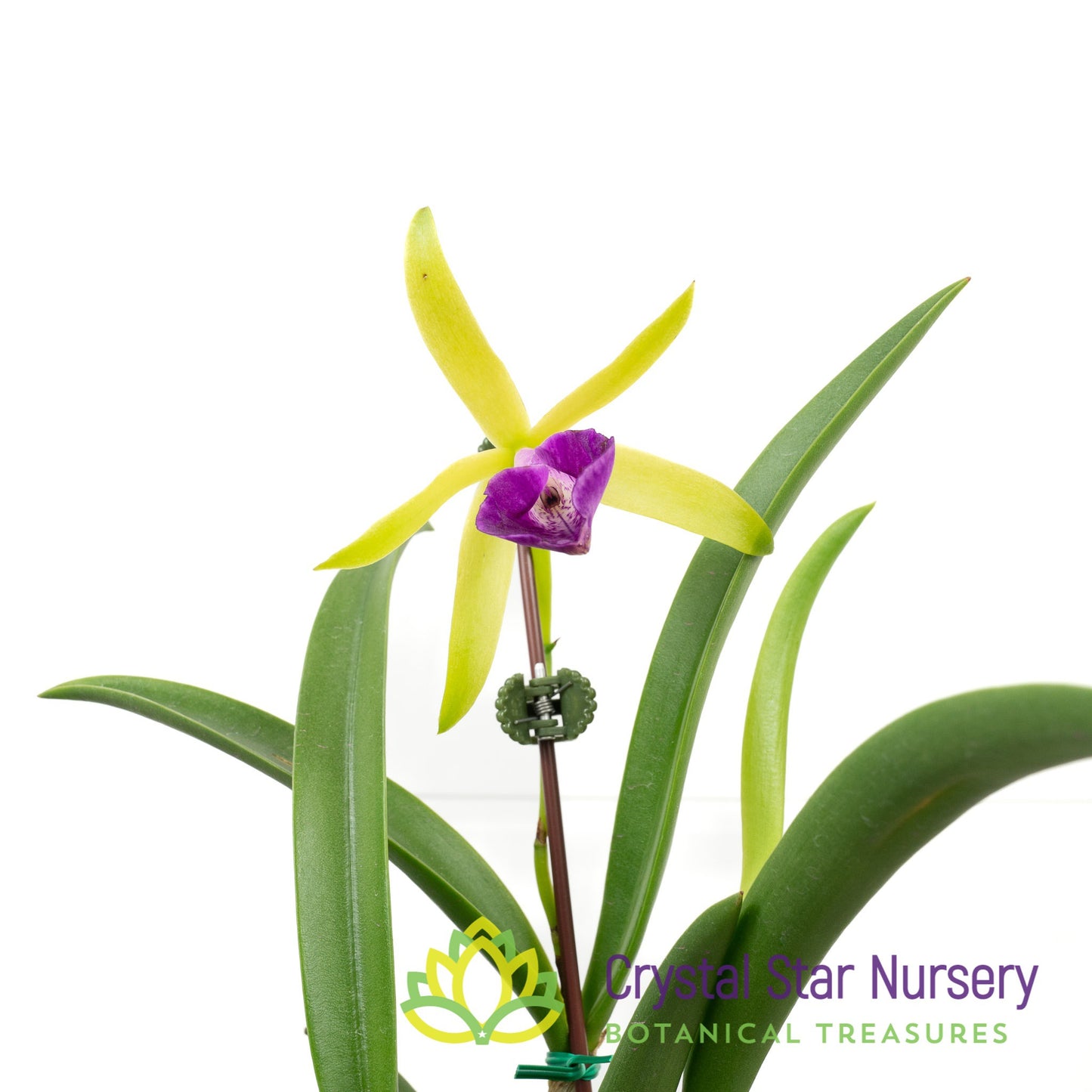 Brassocattleya Gulfshore's Beauty (M464)