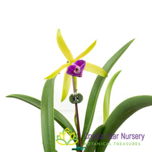Brassocattleya Gulfshore's Beauty (M464)