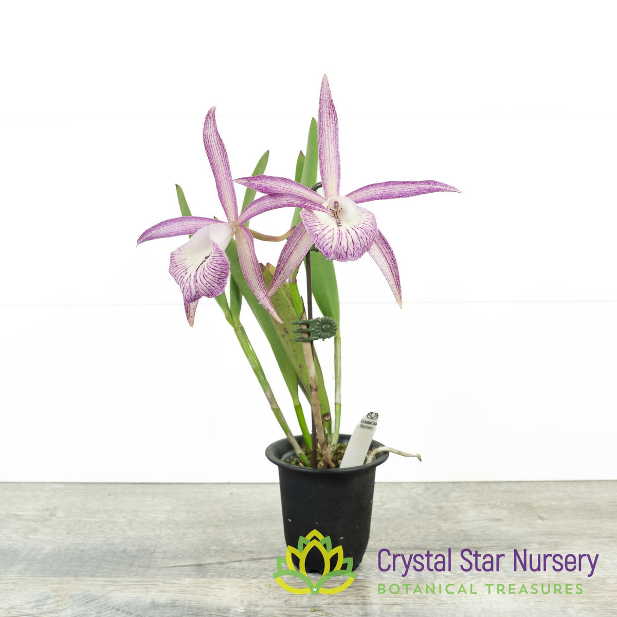 Brassocattleya Tsiku Archangel 'Yuan Dung' (YD07)