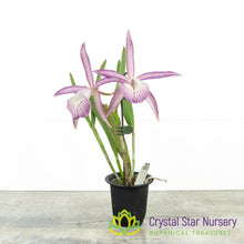 Brassocattleya Tsiku Archangel 'Yuan Dung' (YD07)