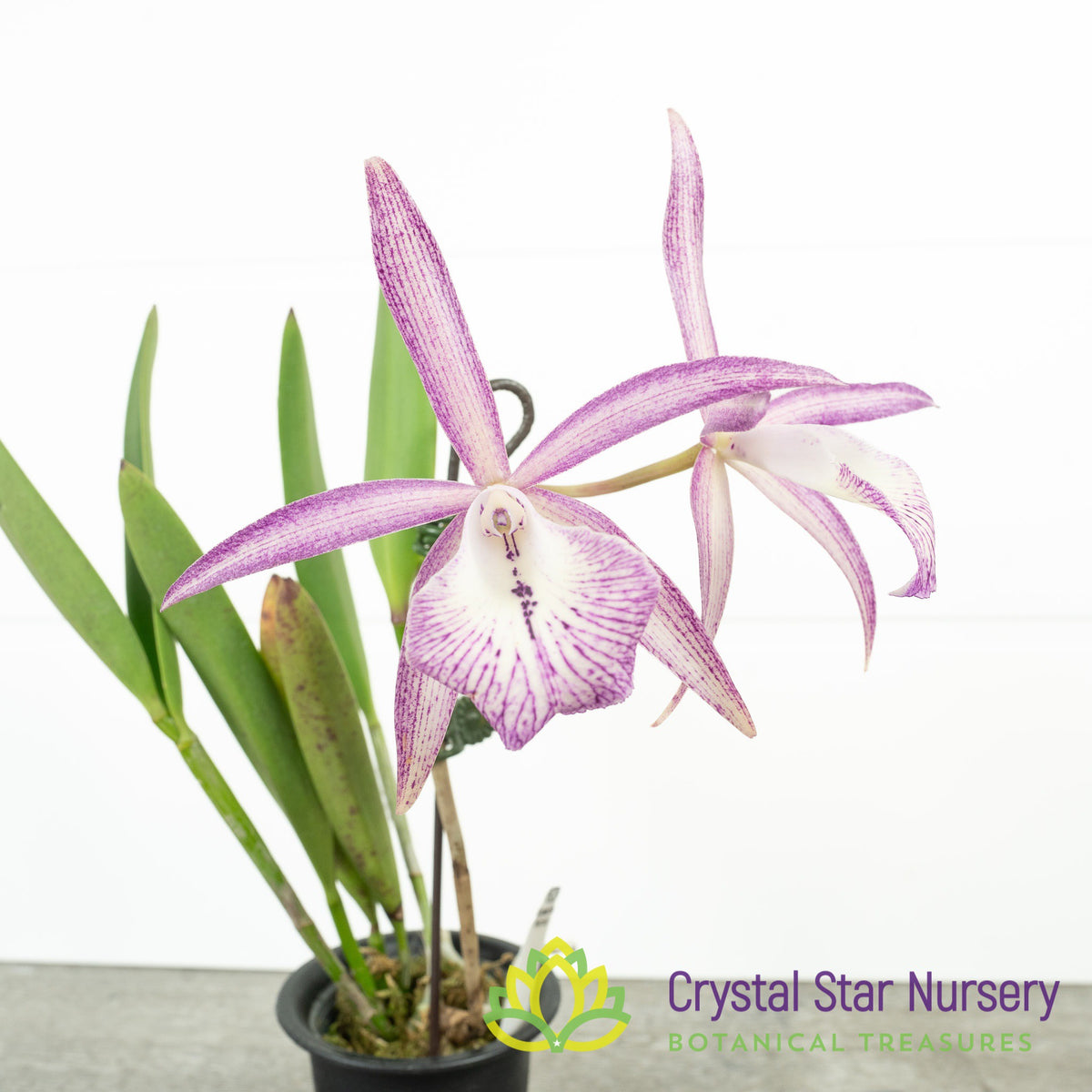 Brassocattleya Tsiku Archangel 'Yuan Dung' (YD07)