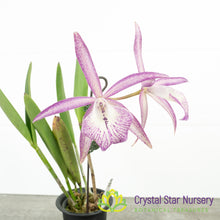 Brassocattleya Tsiku Archangel 'Yuan Dung' (YD07)