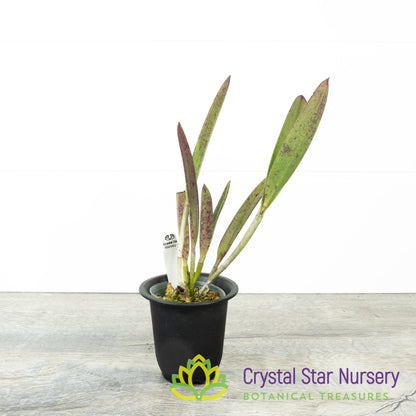 Brassocattleya Tsiku Archangel 'Yuan Dung' (YD07)