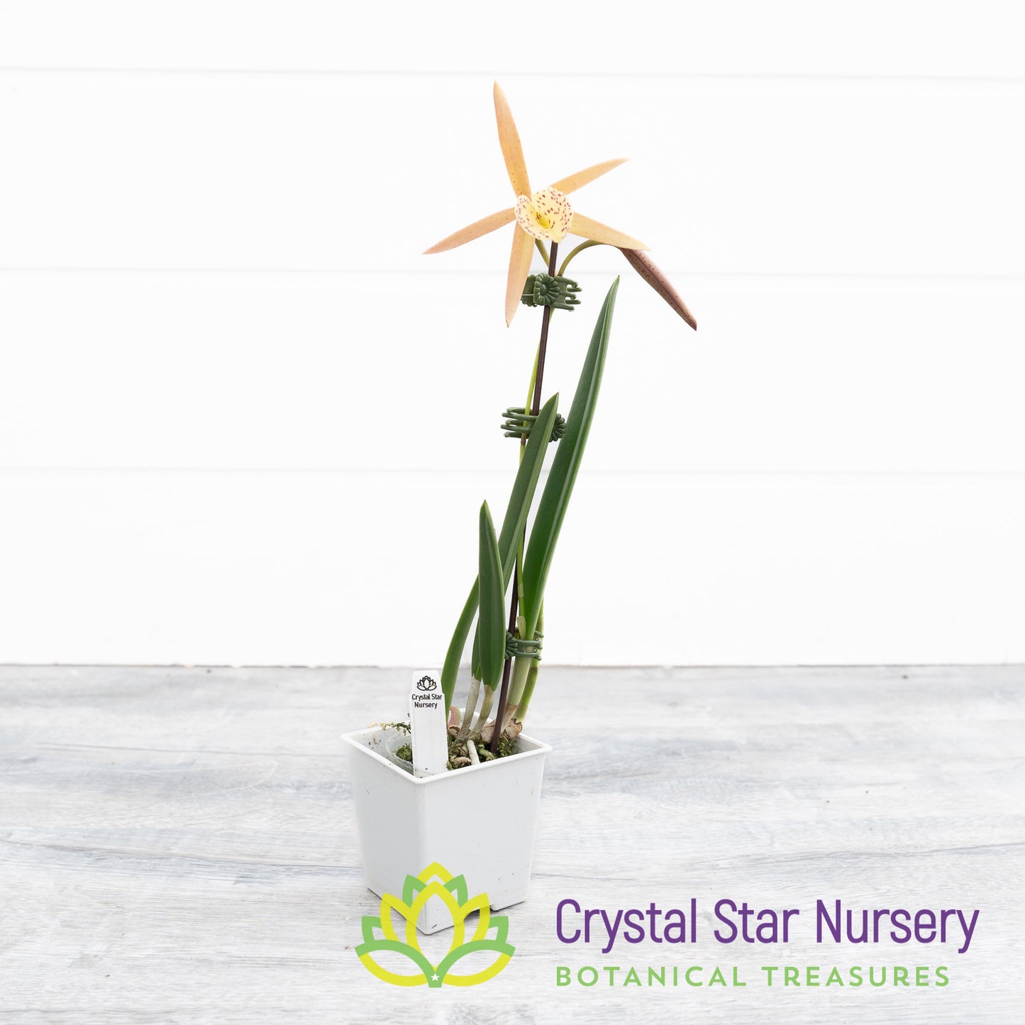 Brassocattleya Yellow Bird (6204)