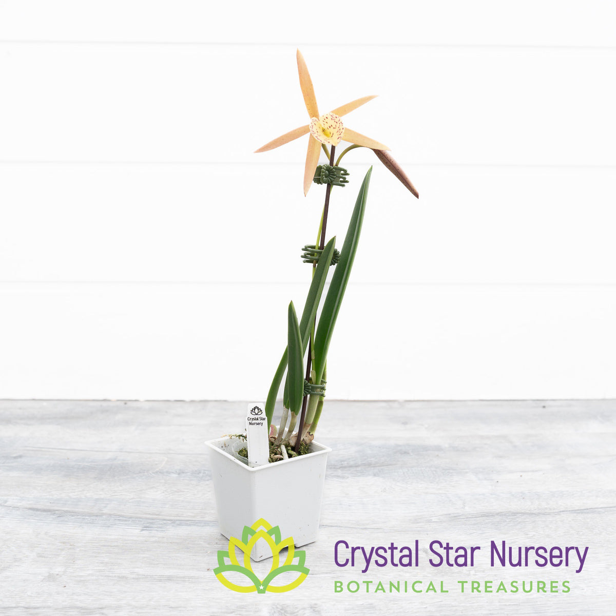 Brassocattleya Yellow Bird (6204)
