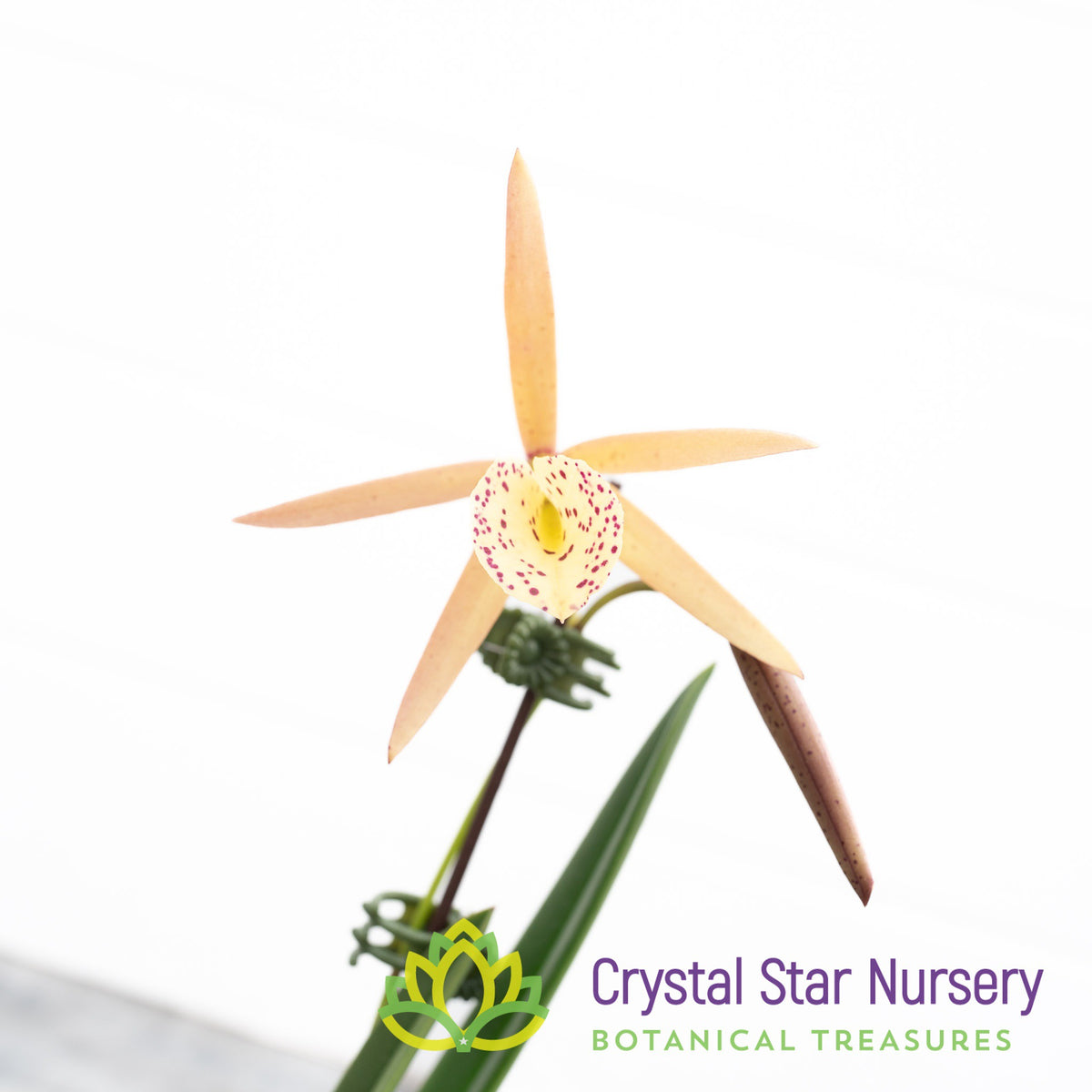 Brassocattleya Yellow Bird (6204)