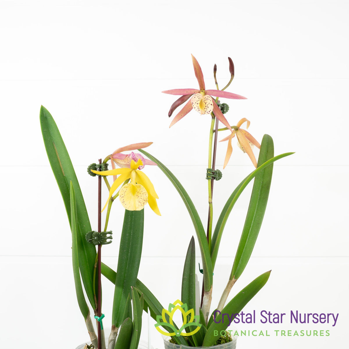 Brassocattleya Yellow Bird (6204)