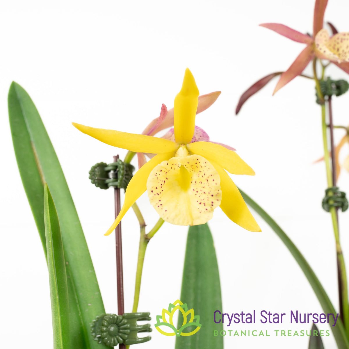 Brassocattleya Yellow Bird (6204)