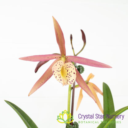 Brassocattleya Yellow Bird (6204)