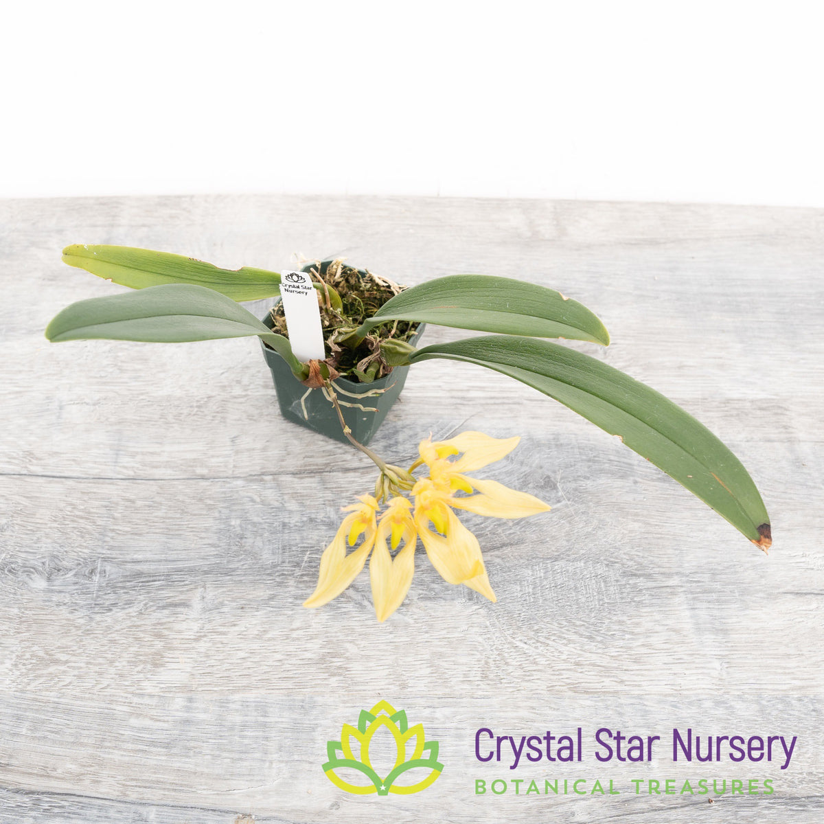 Bulbophyllum Annandalei (2)
