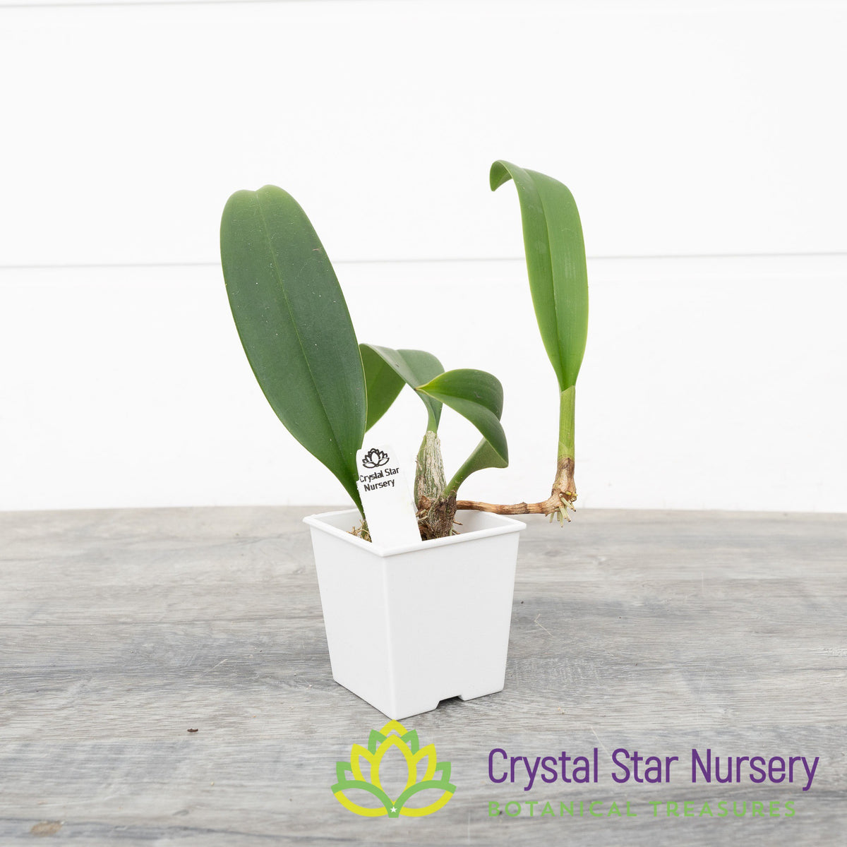 Bulbophyllum Careyanum
