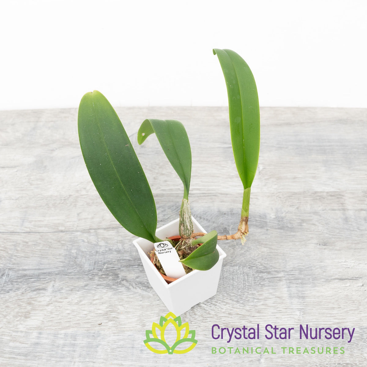Bulbophyllum Careyanum