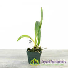 Bulbophyllum Cocoinum (8)
