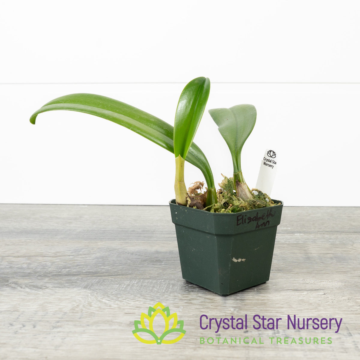 Bulbophyllum Elizabeth Ann