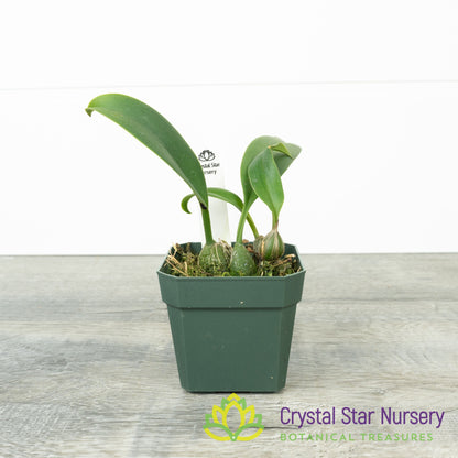 Bulbophyllum Facetum