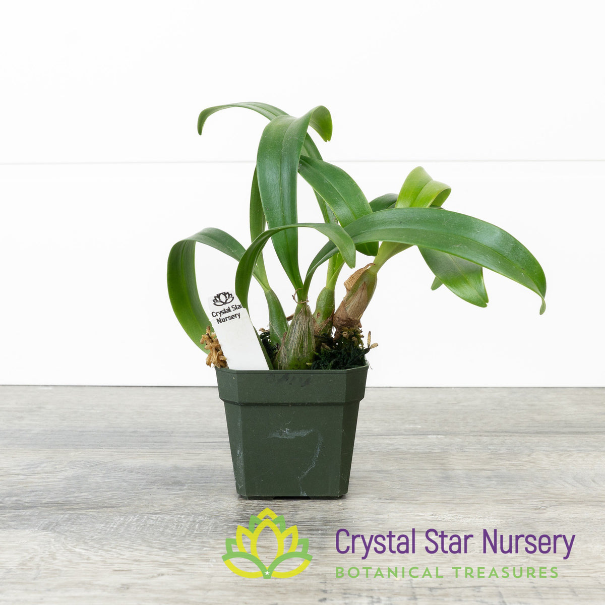 Bulbophyllum Falcatum