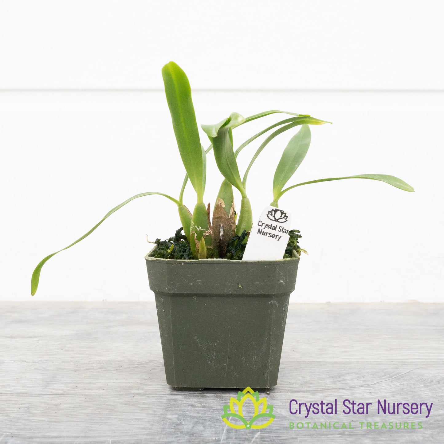 Bulbophyllum Falcatum var Velutinum (9)