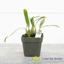 Bulbophyllum Falcatum var Velutinum (9)
