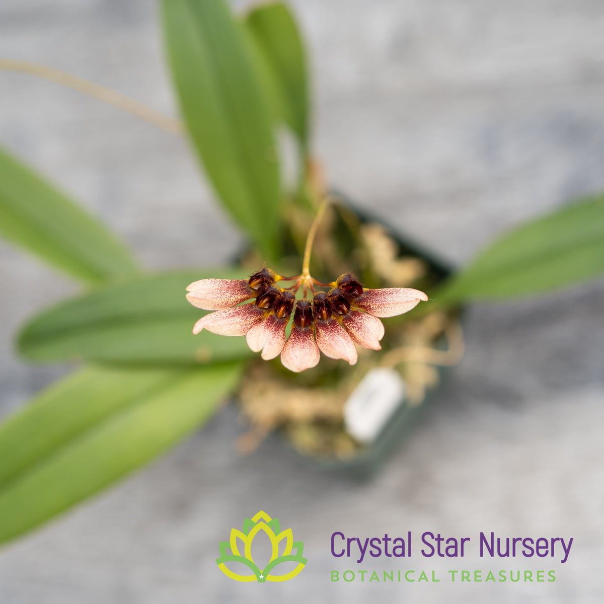 Bulbophyllum Lepidum (7-A)
