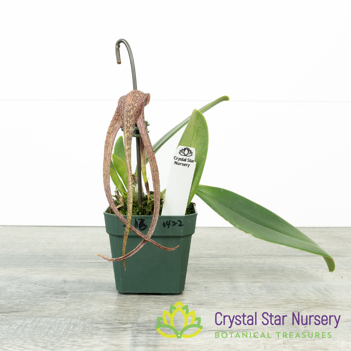 Bulbophyllum Longisepalum