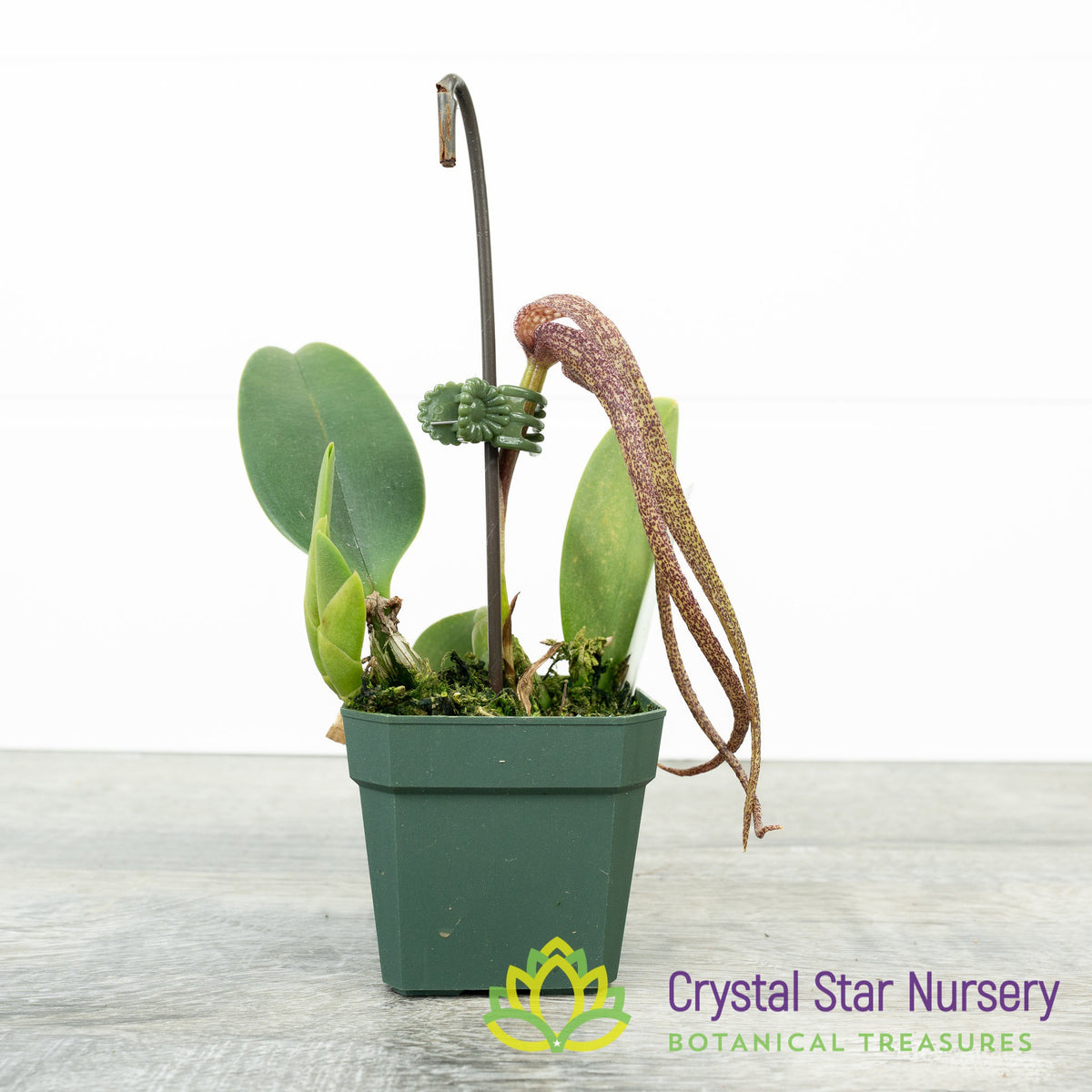 Bulbophyllum Longisepalum