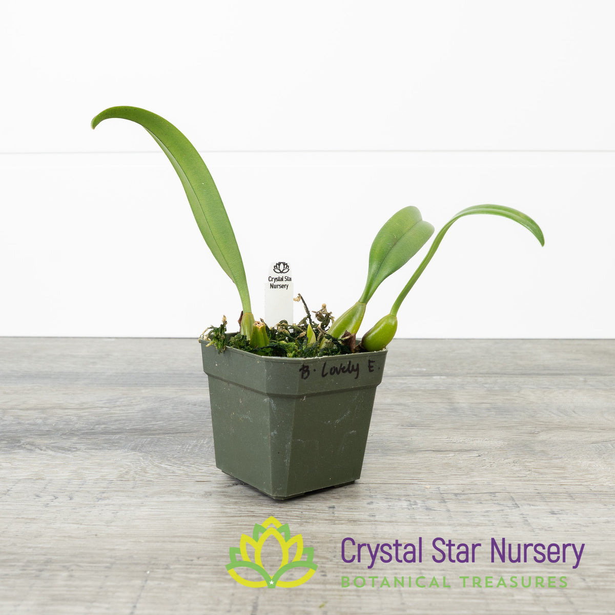 Bulbophyllum Lovely Elizabeth