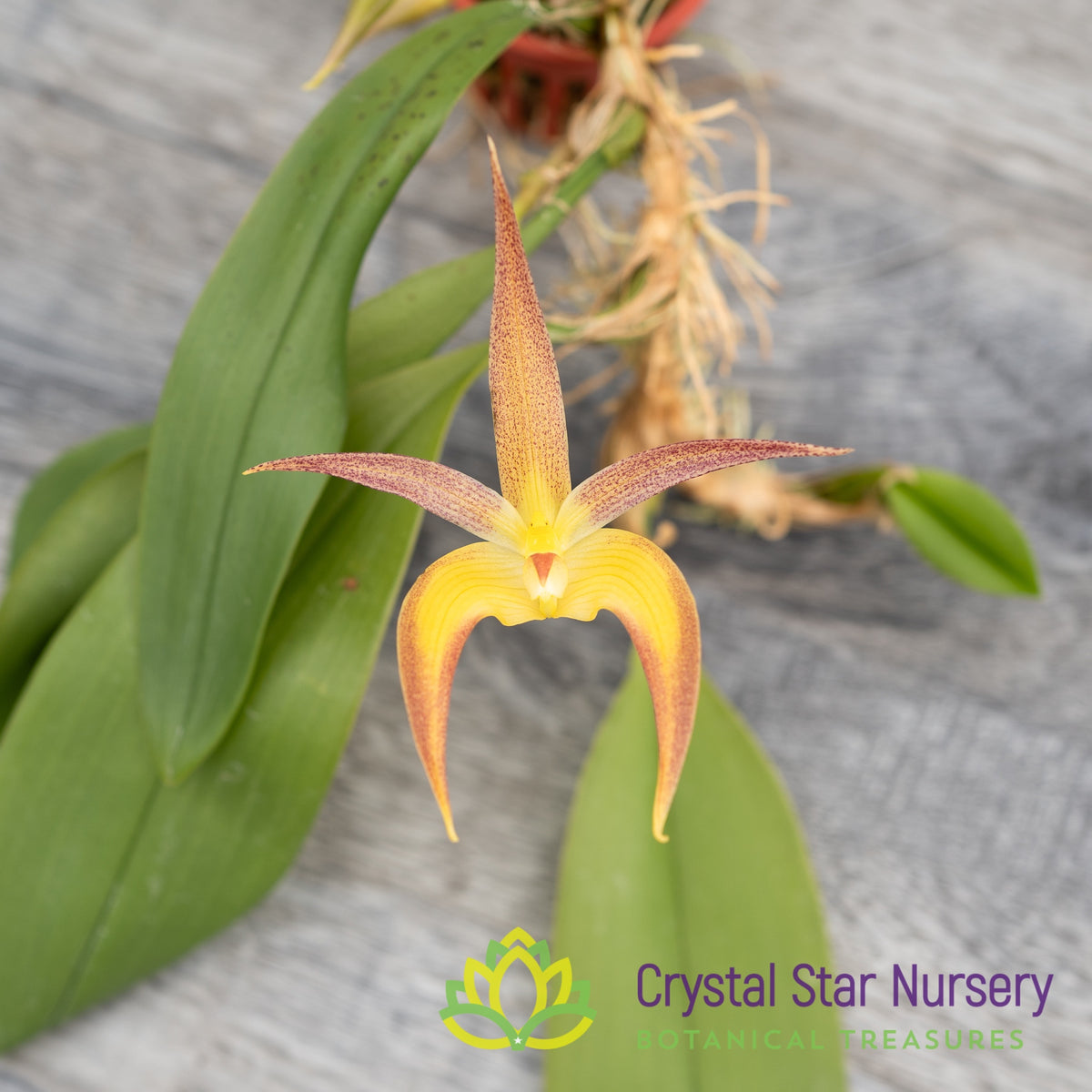 Bulbophyllum Madeline Nelson