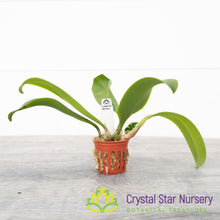 Bulbophyllum Madeline Nelson
