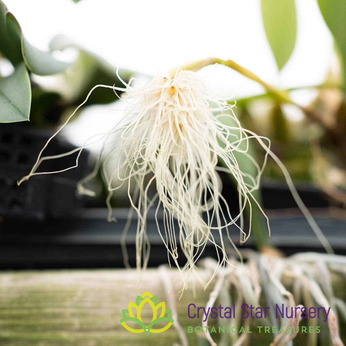 Bulbophyllum Medusae (7)