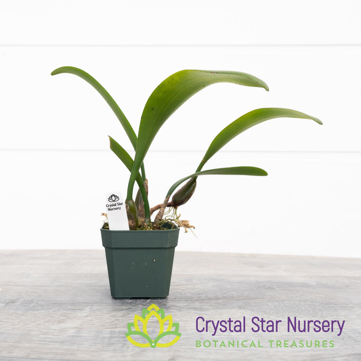 Bulbophyllum Medusae (7)