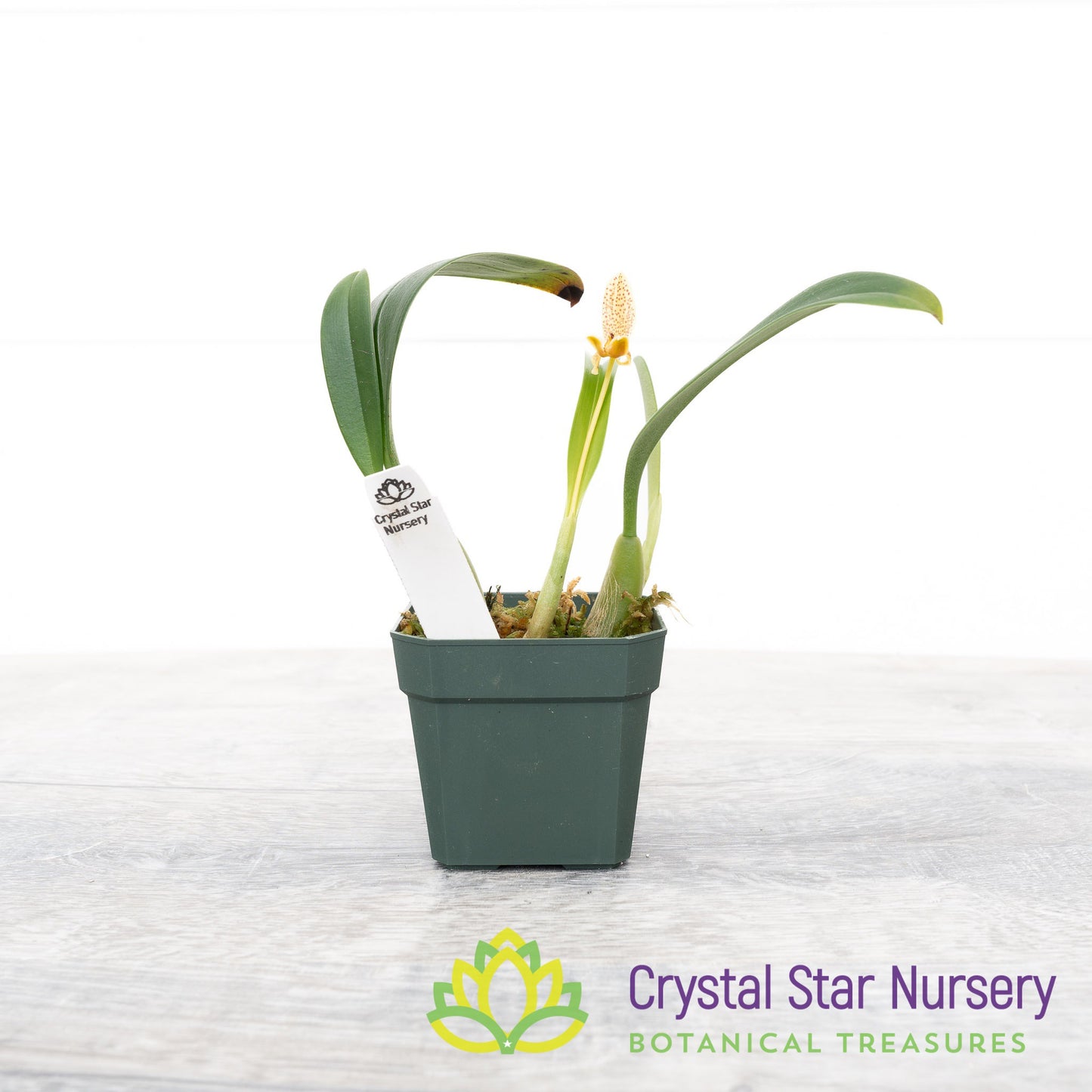 Bulbophyllum Monanthum