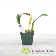 Bulbophyllum Monanthum