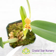 Bulbophyllum Monanthum