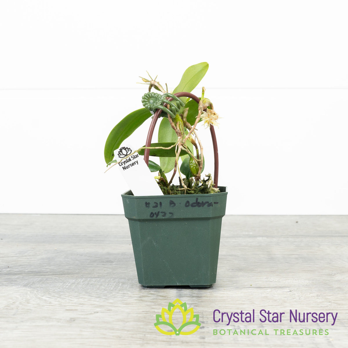 Bulbophyllum Odoratissimum (21)