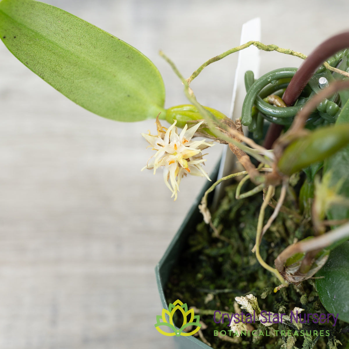 Bulbophyllum Odoratissimum (21)