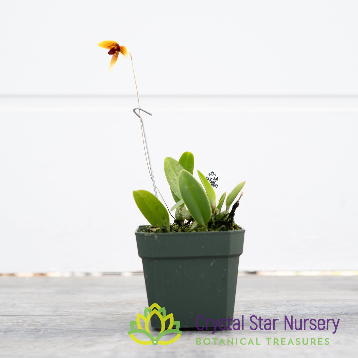 Bulbophyllum Pardalotum