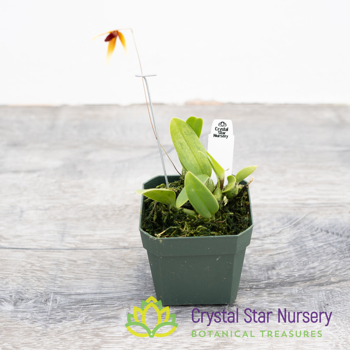 Bulbophyllum Pardalotum