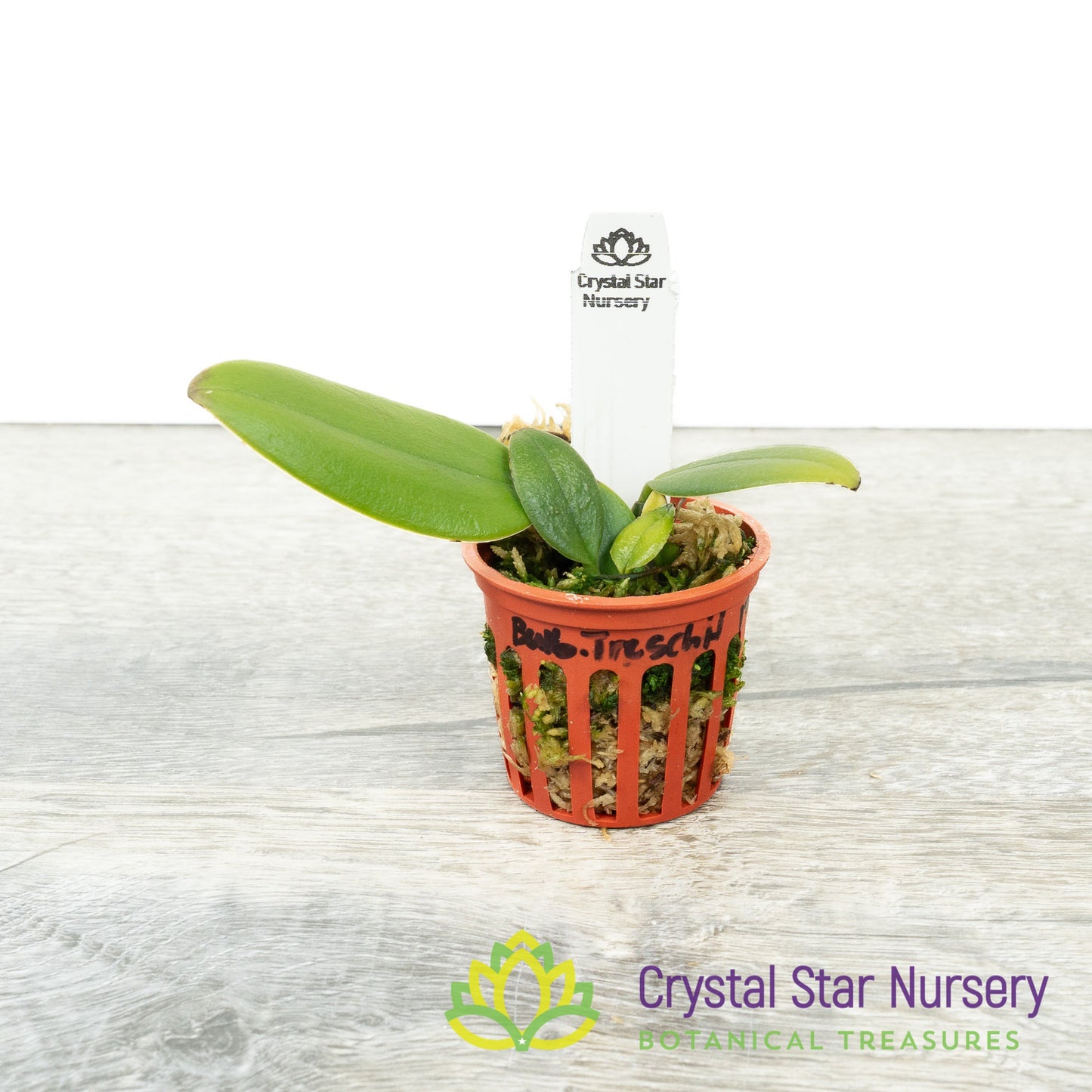 Bulbophyllum treschii